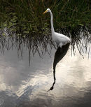 Graceful and tall